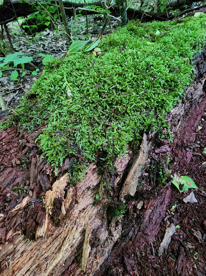 Moss Folk