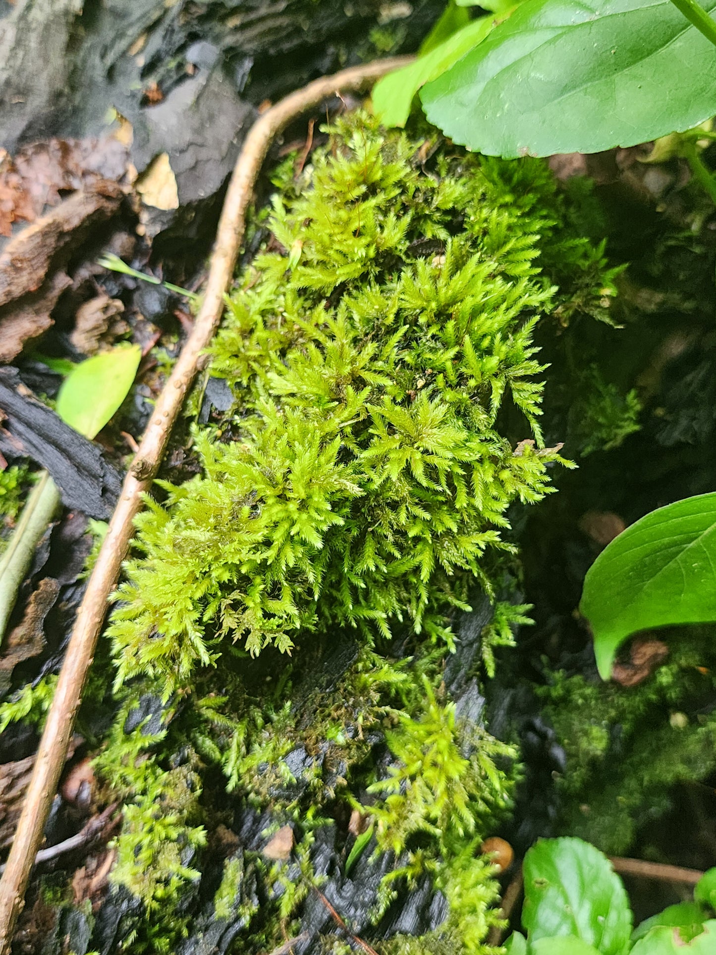 Moss Folk